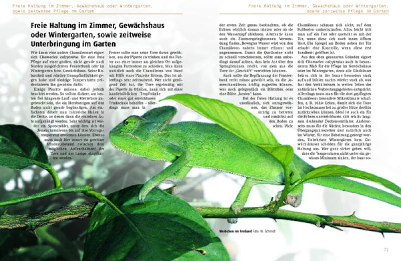 Chamaeleo calyptratus: Chamaeleo calyptratus: Das Jemenchamäleon